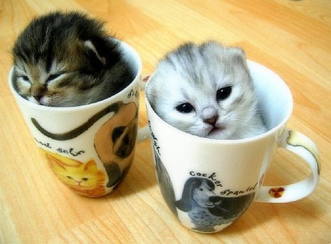 Que tal um cafezinho?