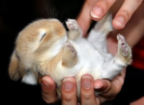 tiny+bunny.bmp