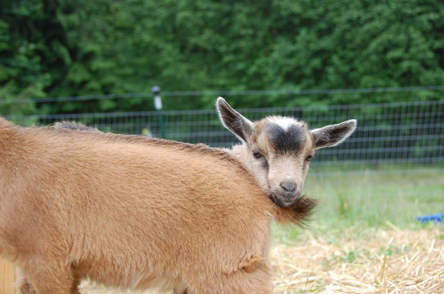 Random Goat