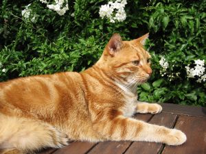 red tabby cat breeds red tabby cat breeds