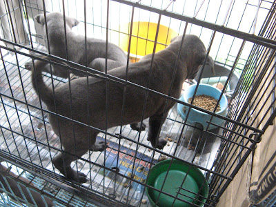 thai ridgeback puppies