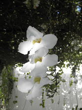 An Outdoor Ceiling of Hanging Flowers