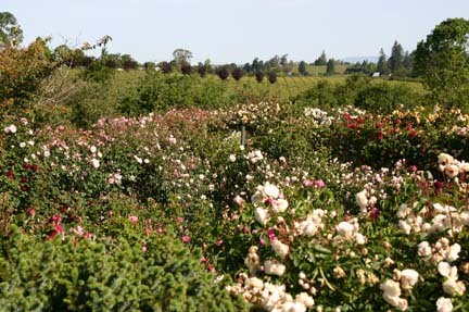 [Tea+Roses+and+View.jpg]