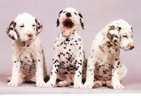 http://4.bp.blogspot.com/__NPkJvaEJTo/TOJ-Qy_lYGI/AAAAAAAAAfQ/ErcSdVGBQWk/s1600/dalmata1.jpg