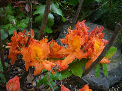 Norm S Nursery The Disappearing Azalea