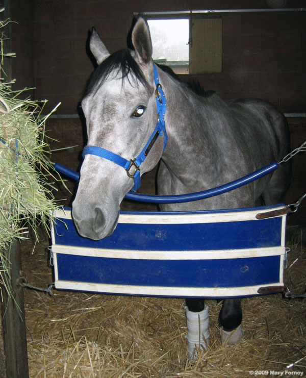 Indyanne