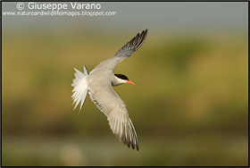 Sterna comune - Common Tern ( Sterna hirundo )