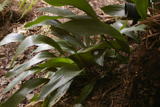 healthy aspidistra flurishing in the shade
