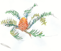 sketch of a cycad in south africa, showing cone