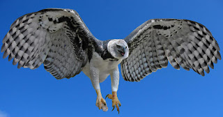 Facts About The Harpy Eagle Facts About The Harpy Eagle