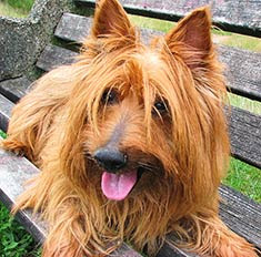great australian terrier