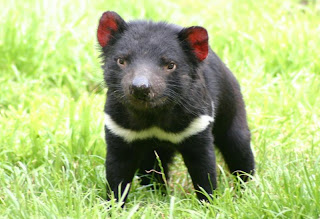 tasmanina devil pup