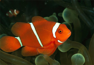 Clown Fish In The Mediterranean