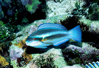 Queen Parrot Fish Swimming