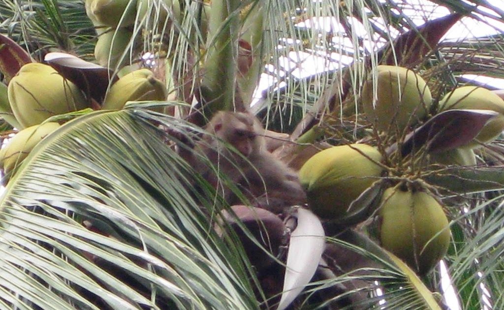 BEST TRAVEL PLACE The coconut monkey at work!