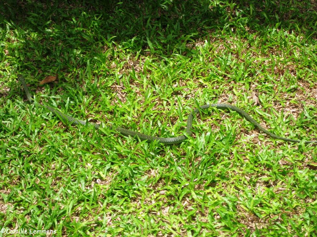 big green snakes