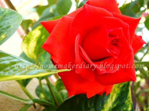 The Meaning of Flowers pics of flowers and their meanings. The Meaning of Flowers