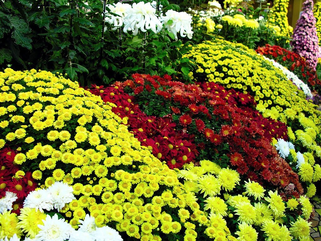 About Flowers About Flowers
