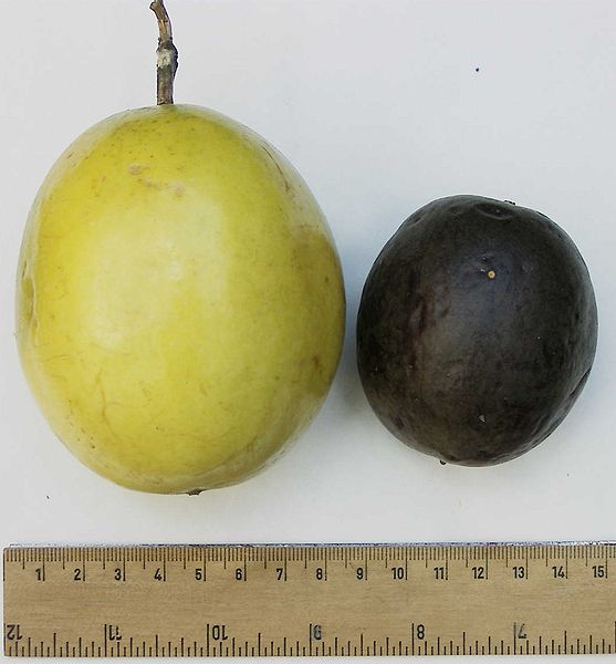 [557px-Passionfruit_comparison.jpg]