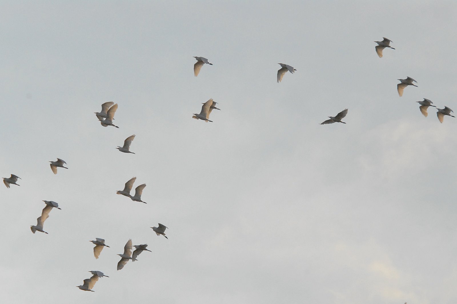 [3711++Koereiger++Cattle+Egret++Bubulcus+ibis-131.JPG]