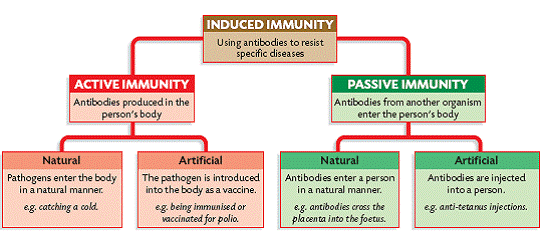 types of immunity appsc group 1 mains p4 s2 unit 5 appsc types of immunity