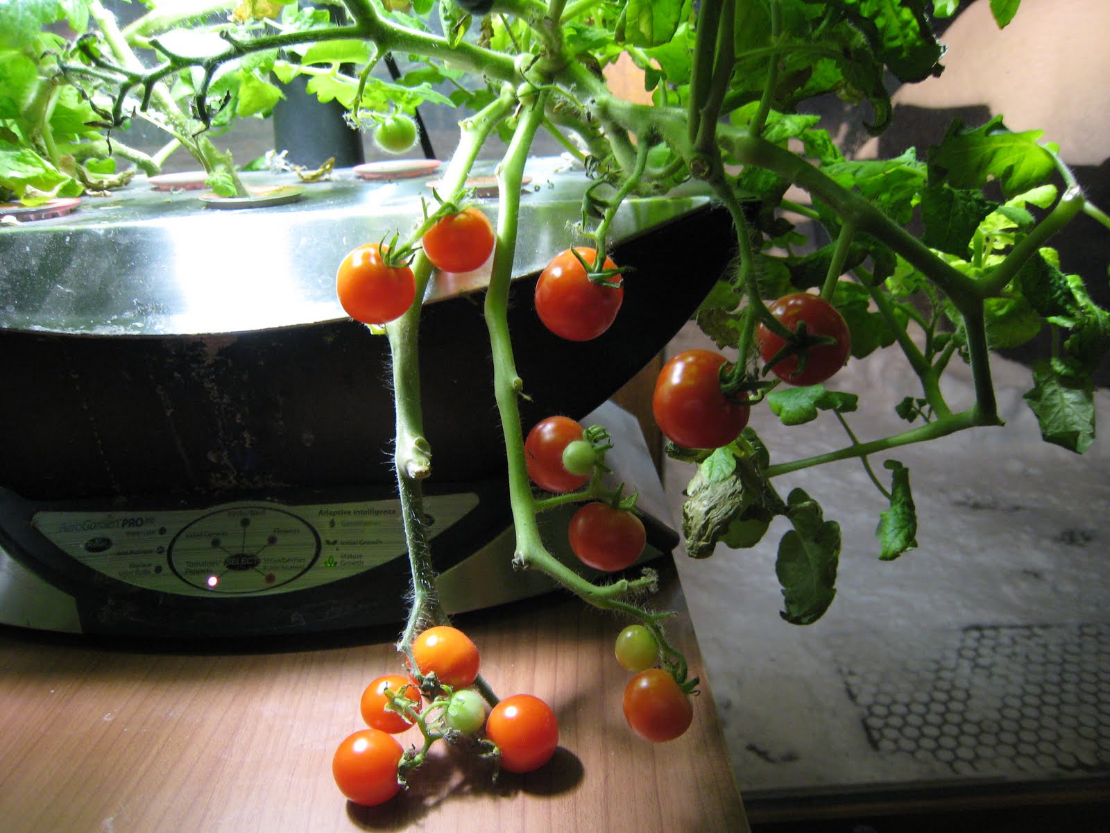 MadCityMike's Blog "How Does Our Garden Grow? Our Aero Garden, that is