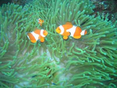 duka bay resort, medina, misamis oriental