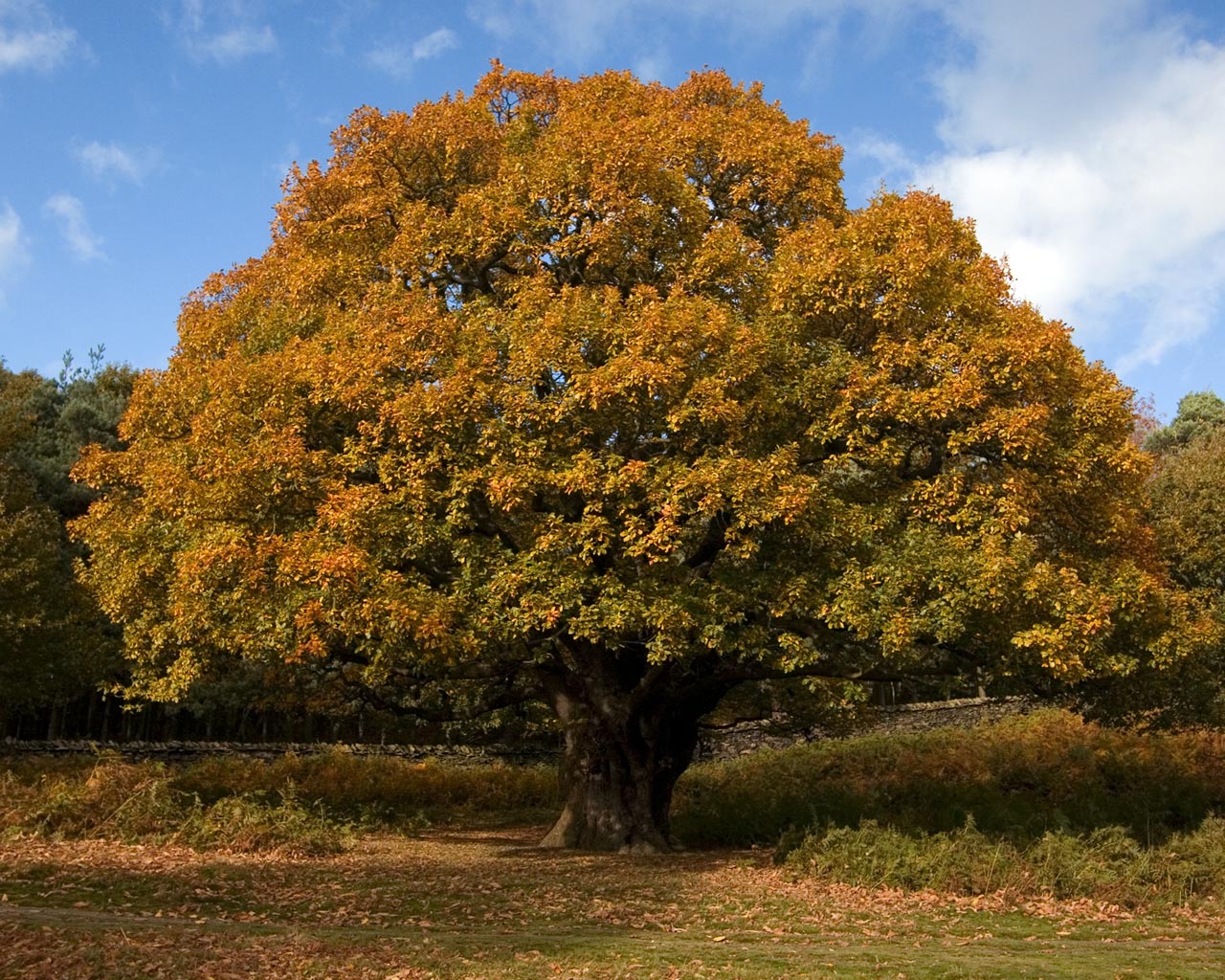 [oak-tree-autumn.jpg]