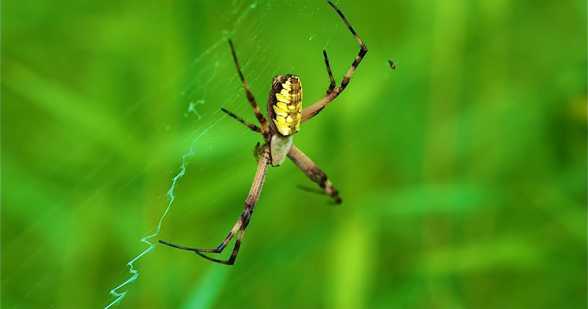 Back in the U.S.A.: Huge Yellow Garden Spider