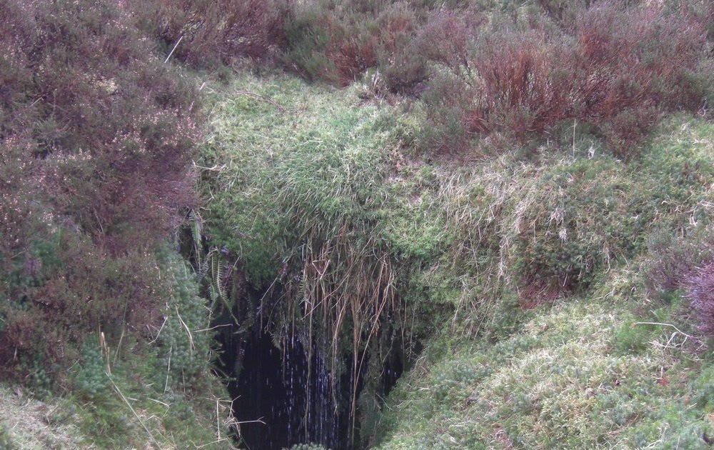 David's Bat Blog A Most Peculiar Hibernaculum