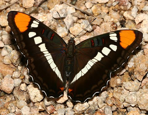 [Adelpha-bredowii-eulalia.jpg]