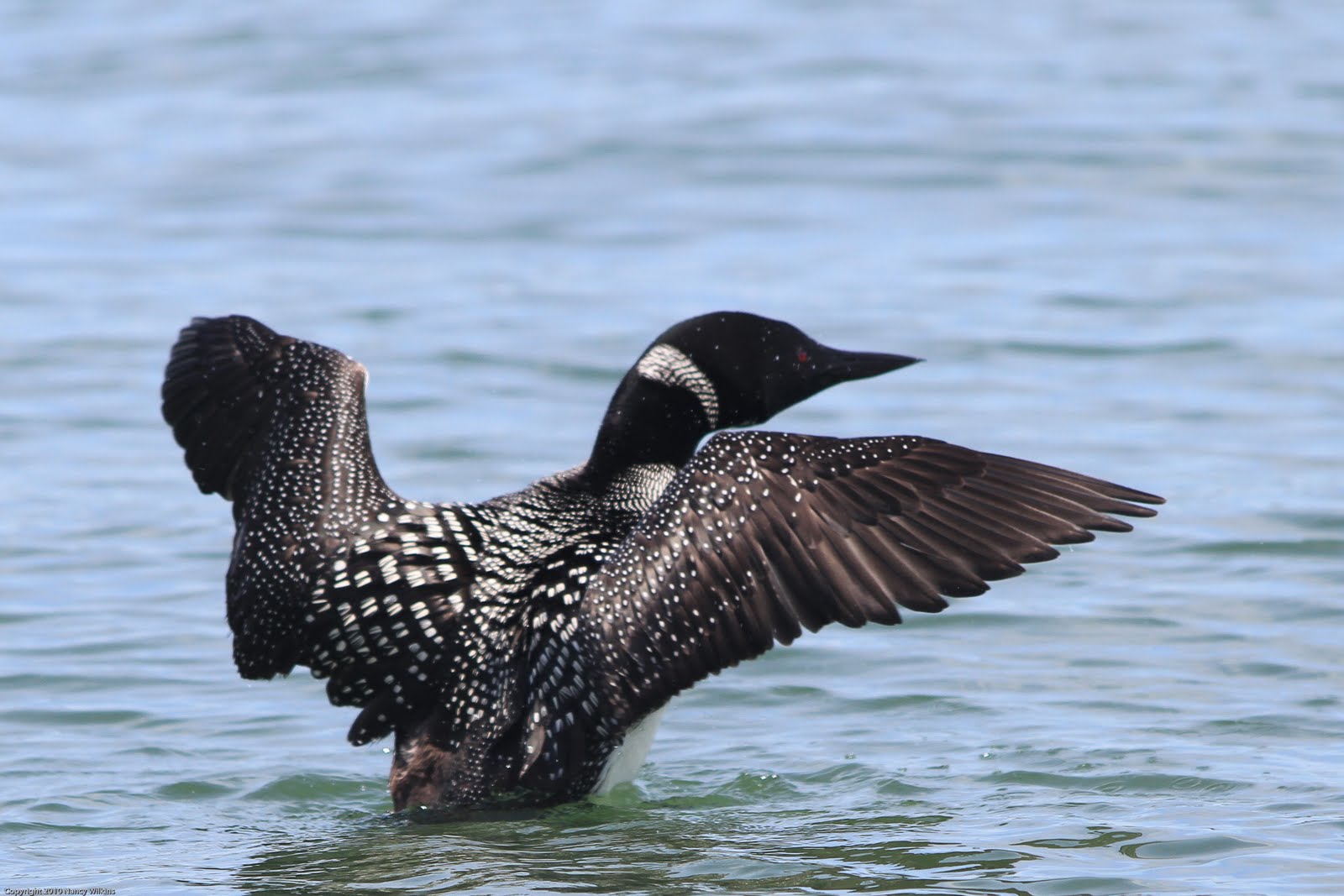Wings & Wildflowers Minnesota Loons