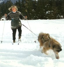 Skijoring on the West Mendenhall Trail