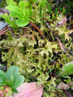 C4B0ZLANDALC4B0KENC4B0 - İzlanda Likeni ve Sağlık için Faydaları C4B0ZLANDALC4B0KENC4B0