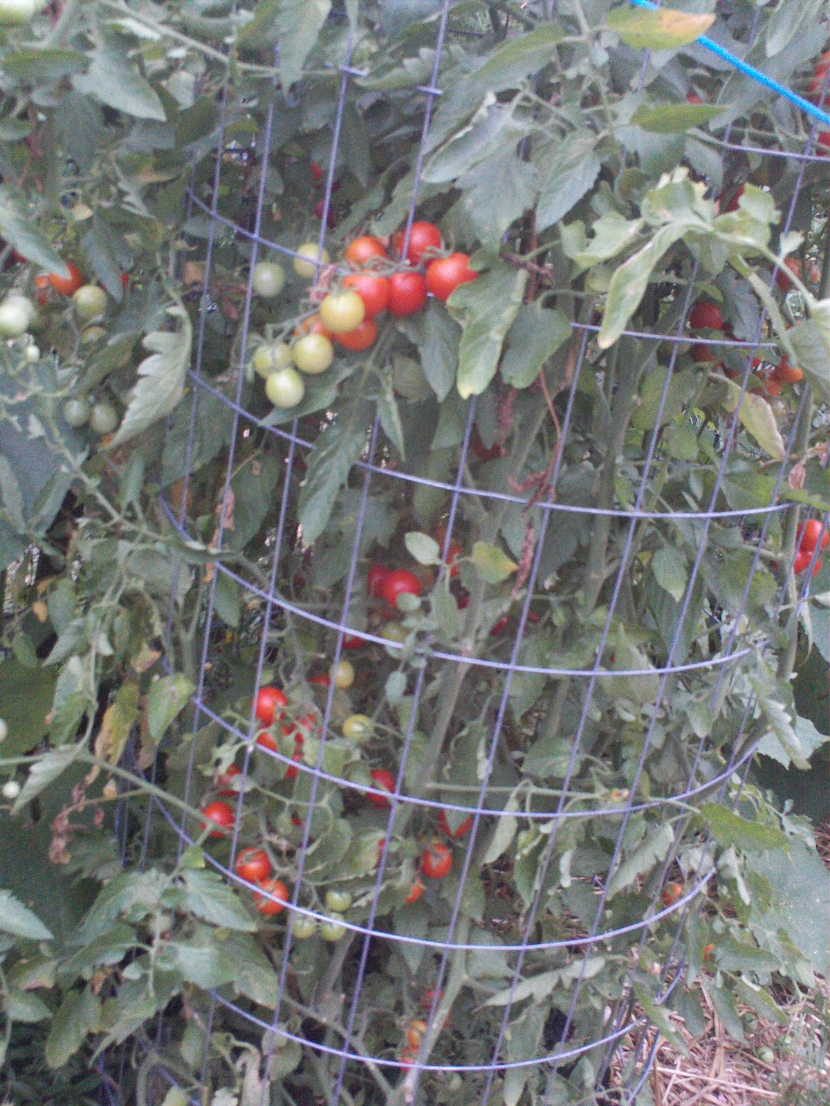 Pohon Cherry