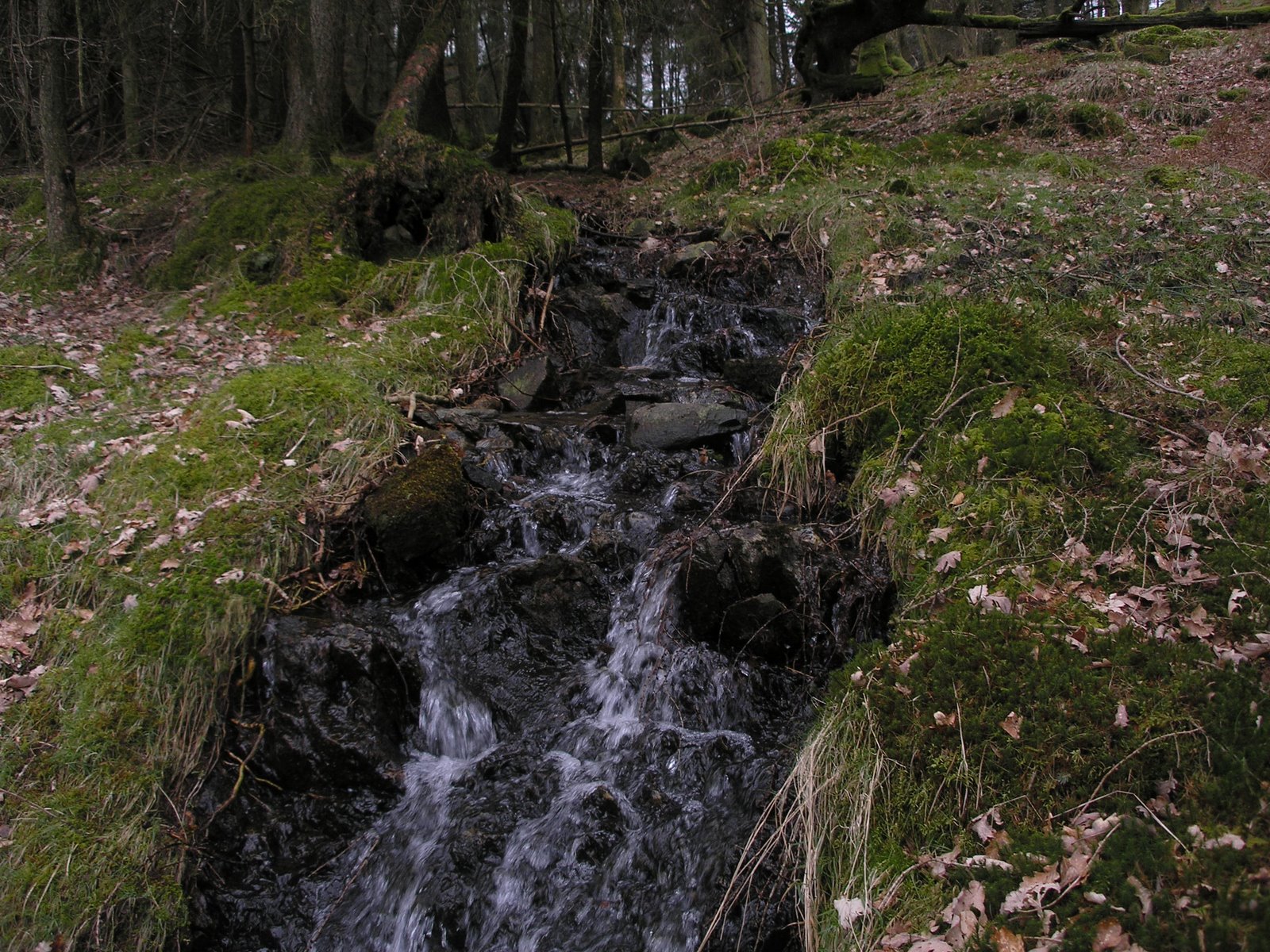 [Lake+District+070+--+Creek+in+mossy+forest.jpg]