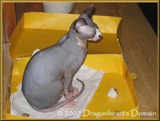 Dragonheart playing in his yellow box