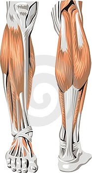 [leg-muscles-thumb4291887.jpg]