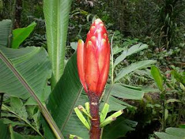 BORNEO WILD BANANA