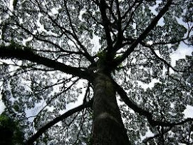 TROPICAL RAIN FOREST AT BORNEO
