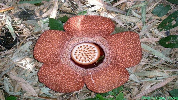 RAFFLESIA BIGGEST FLOWER IN THE WORLD