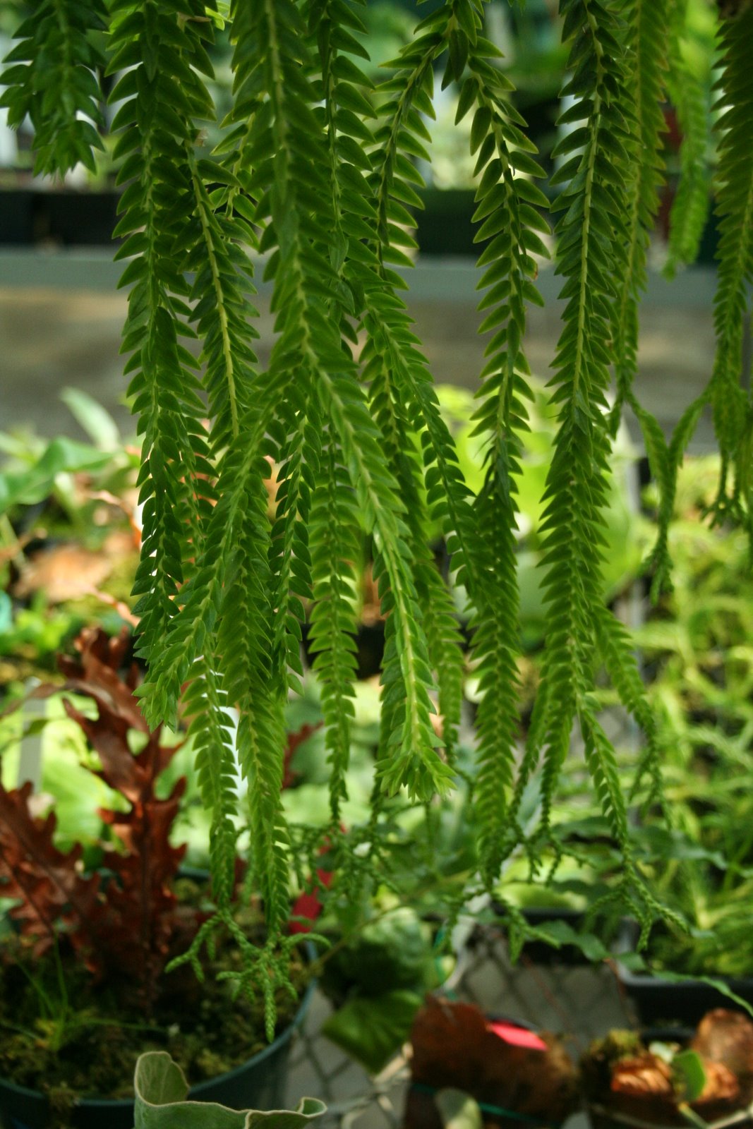 Huperzia (Lycopodiaceae) club moss Huperzia phlegmariodes