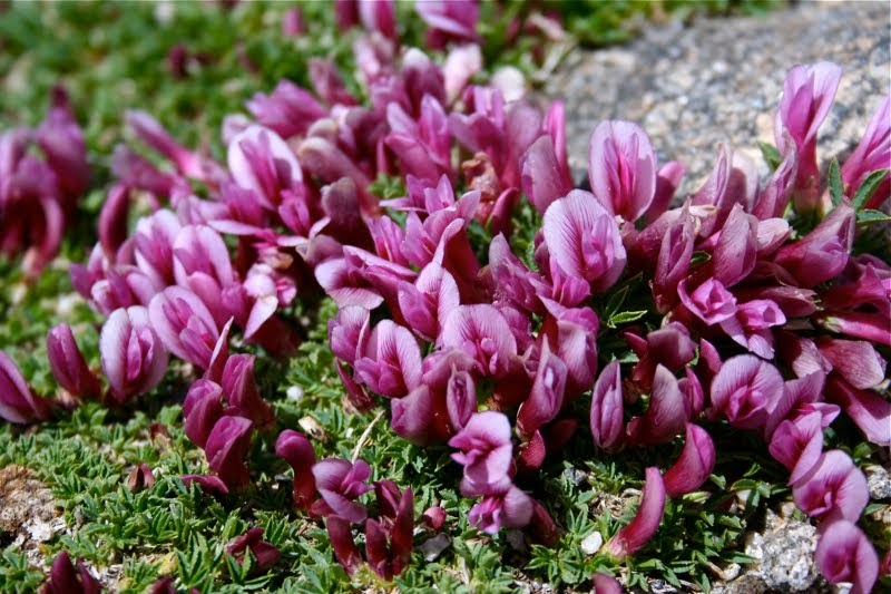 Colorado Lifestyle Dwarf Clover
