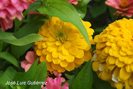 FLORES Y PLANTAS