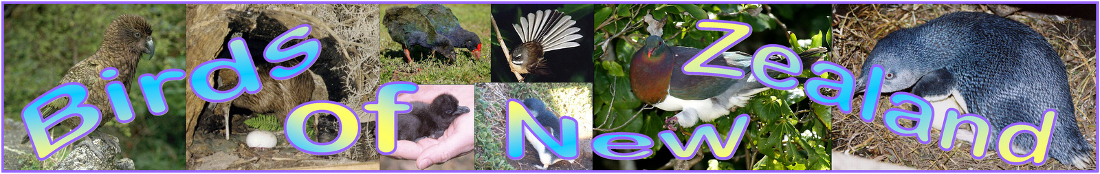 Birds of New Zealand