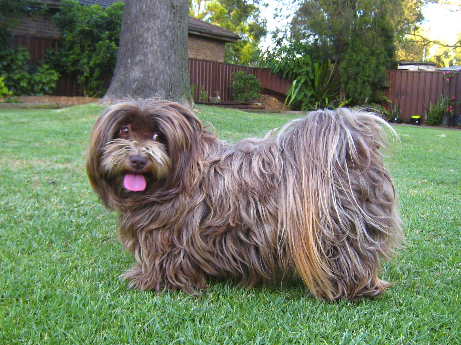 [kahlua+standing+1.jpg]