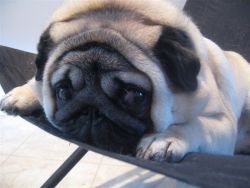 [pug+baby.jpg]