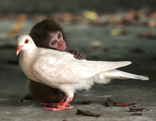 [cni_macaque_070914_ssh.jpg]