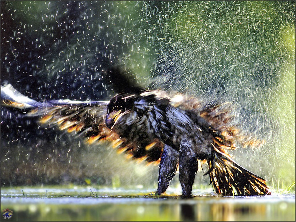 [bathing-bald-eagle.jpg]