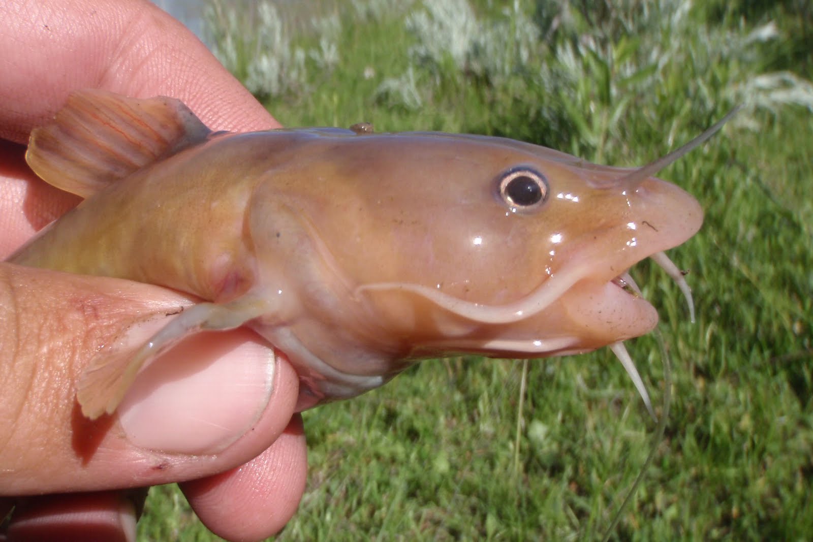 Montana Native Fish: Remember the Little Guys
